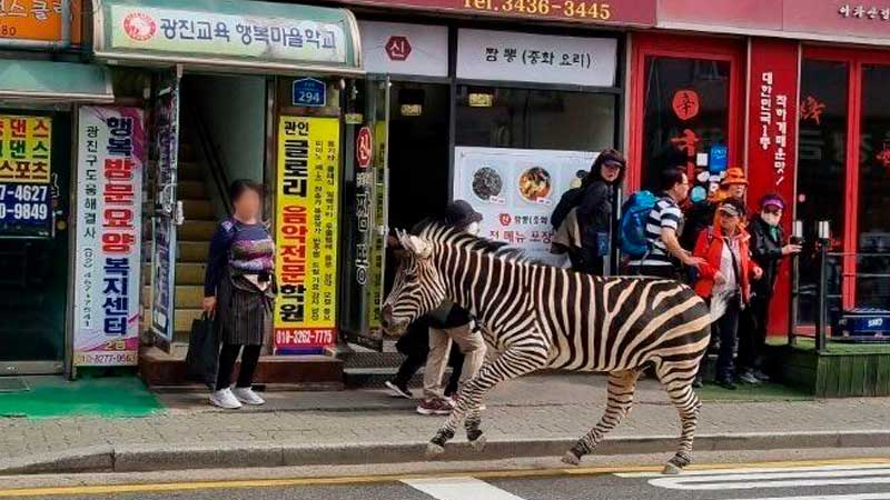 Зебра три часа бродила по улицам Сеула