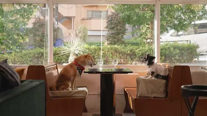 В Японии вышла мини-дорама об истории любви двух собак