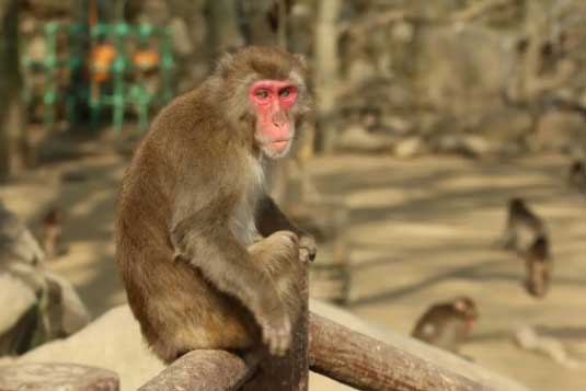 FanAsia - Королева обезьян в Японии сохранила свой королевский статус