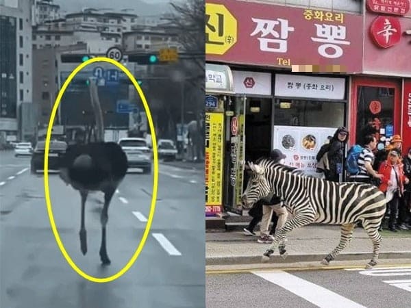 Ostrich Seongnam страус соннам 성남 타조